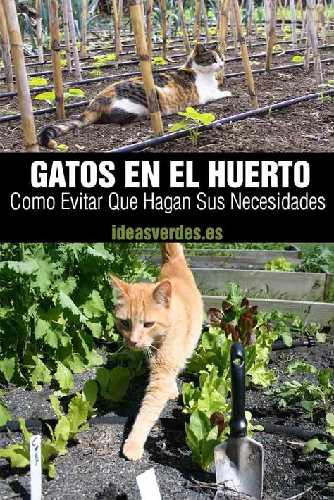 gatos en el huerto Outdoor Areas, Patio, Patios