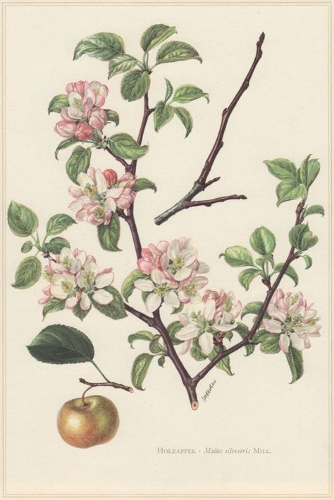 Crab Apple | Much folklore and history surround these trees. Apples were seen to have magical powers. Witches reportedly concealed their poisons in the fruits. According to legend, if you sleep under an apple tree you’ll be carried away by fairies. Apple Tree Illustration, Malus Sylvestris, Apple Tree Art, Apple Tree Drawing, Apple Tree Flowers, Pine Tattoo, Botany Illustration, Pine Tree Tattoo, Apple Flowers