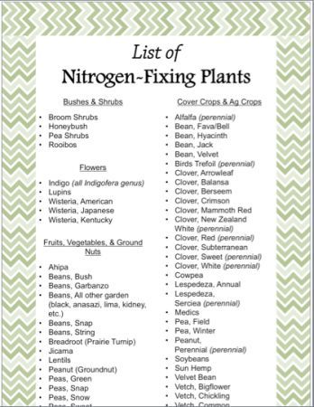 Nitrogen Fixing Plants, Food Forest Garden, Homestead Gardens, Permaculture Gardening, Permaculture Design, Garden Shrubs, Edible Landscaping, Diy Gardening, Food Forest