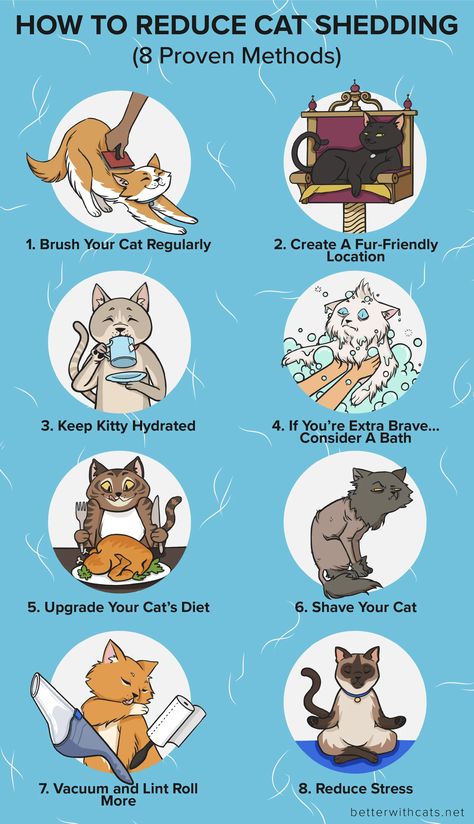 Cat Advice, Diy Cat Toys, Cat Language, Cat Shedding, Cat Info, Cat Care Tips, Kitten Care, Cat Parenting, Pet Hacks