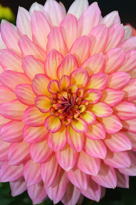 Pink and yellow dahlia flower Yellow Dahlia Flower, Yellow Dahlia, Flower Types, Rose Gardens, Rainbow Garden, Flower Close Up, Garden Fun, Dahlia Flower, Snow Queen