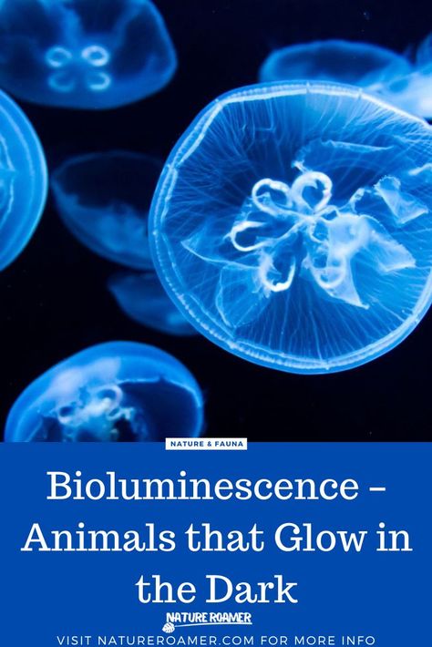 Bioluminescence Creatures, Bioluminescence Activities For Kids, Sea Bioluminescence, Ocean Bioluminescence, Animals That Glow In The Dark, Bioluminescent Ocean, Bioluminescence Sea Animals, Bioluminescent Animals, Bioluminescent Sea Creatures