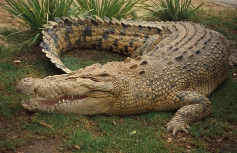 In Detroit, it's illegal to tie crocodiles to a fire hydrant. Crocodile Eating, Nile Crocodile, Saltwater Crocodile, Wild Animals Pictures, Dangerous Animals, Australian Animals, Crocodiles, Reptiles And Amphibians, Wildlife Animals