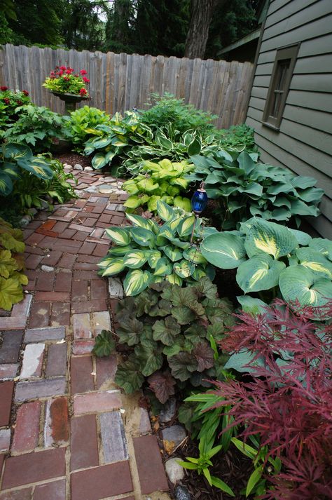 Garden 337 blog ~  In the Secret Garden:  Far right is Dream Weaver.  In front of it is June, then Stained Glass, Krossa Royal (next to the garage),  then Francee, and Great Expectations sits to the back of this photo.  There are, of course, astilbe and heuchera mixed in, not to mention hydrangeas and a big old bleeding heart. Hosta Francee, Hosta June, Green Gardens, Shade Gardening, Hosta Gardens, Shade Gardens, Garden Steps, Dream Weaver, Shade Perennials