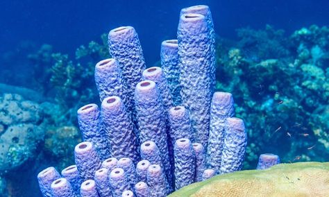 Scuba Diving Photography, Sea Sponge, Lino Art, Beautiful Sea Creatures, Sea Coral, Shipwreck, Coral Reef, Scuba Diving, Sea Creatures