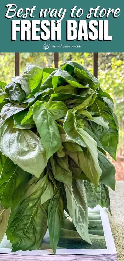 Store Fresh Basil, Storing Fresh Basil, Storing Basil, Preserving Basil, Basil Health Benefits, Fresh Basil Recipes, Harvesting Basil, Preserving Herbs, Basil Recipes