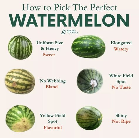 Watermelon Picking, Ripe Cantaloupe, Watermelon Season, Perfect Watermelon, Healthy Eating Books, Fruit Hacks, Juice Cleanses, Yellow Field, Juicy Watermelon