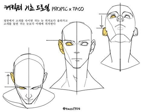 When the head is bowed from the front, the ears are higher than the eyes, and when the head is raised, the ears are lower than the eyes. Head Positions, Anime Anatomy, Taco Drawing, Head Anatomy, Body References, Face Structure, Anatomy Sculpture, 얼굴 드로잉, Anatomy Tutorial