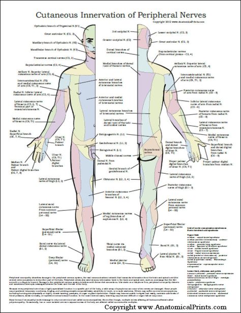 Peripheral Nerves Poster Spinal Degeneration, Anatomy Posters, Weight Training Programs, Spinal Nerve, Importance Of Time Management, Peripheral Nerve, Internal Organs, Nasal Passages, Chiropractic Care