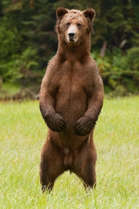 Grizzly Bear (Ursus arctos horribilis) / Grizzly / Image by iantmcallister (Ian McAllister) from instagram Beruang Grizzly, Photo Hair, Bear Images, Bear Photos, Interesting Animals, Bear Men, Animal Photos, Raw Beauty, Grizzly Bear