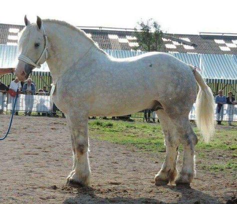 Percheron Horses, Horse Beautiful, Horse Coat Colors, Draft Horse, Horse Inspiration, Big Horses, Types Of Horses, Andalusian Horse, Black Horses