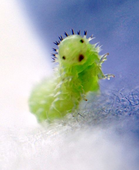 Tiny caterpillar captured by Gatrett Cool Sea Creatures, Cute Caterpillar, Millipedes, Unexpected Beauty, Cute Backgrounds For Iphone, Baby Bug, Cool Bugs, Beautiful Bugs, Wild Dogs