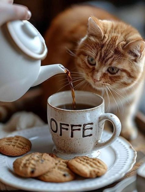 Image Chat, Happy Morning, Good Morning Coffee, Ginger Cats, Cat Coffee, Coffee And Books, Coffee Love, Coffee Quotes, Coffee Art