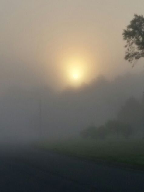 Foggy sunrise Foggie Raw, Forest Sunrise, Architecture References, Foggy Sunrise, Sun Window, Store Banner, Morning Fog, Banner Ideas, Senior Project