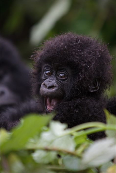 Dian Fossey, Baby Gorilla, Gorillas Art, Baby Gorillas, Wild Animals Pictures, Jane Goodall, Mountain Gorilla, Great Ape