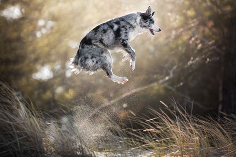 Jumping border collie by Iza Łysoń / 500px Border Collie Pictures, Dont Forget Me, Border Collie, Cool Photos, Dogs, Animals