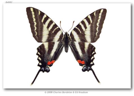 Eurytides marcellus - Google Search Swallowtail Butterfly Tattoo, Zebra Swallowtail Butterfly, Zebra Swallowtail, Swallowtail Butterfly, Tattoo Portfolio, Butterfly Photos, Butterfly Pictures, North And South, Tattoo Idea