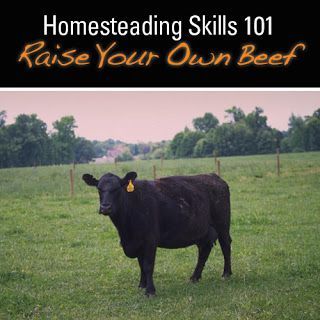 Keeping cattle is one of the many livestock choices a homesteader can make to secure a year’s supply of meat and to take that extra step in self-reliance but it’s not for everyone. #homesteading #selfreliance #cows Raising Beef Cattle, Raising Cows, Beef Farming, Breeds Of Cows, Homesteading Animals, Farming Ideas, Aberdeen Angus, Raising Cattle, Hobby Farming