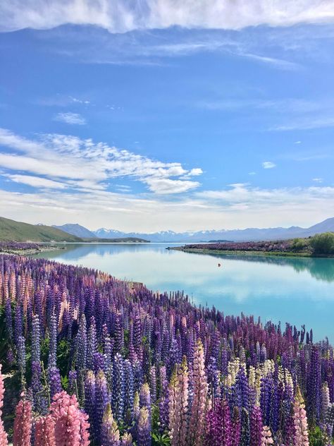 Lake Tekapo New Zealand, Tekapo New Zealand, Cardigan Winter, New Zealand Travel, Winter Cardigan, Diy Dog, Dog Costumes, South Island, Cardigan Women