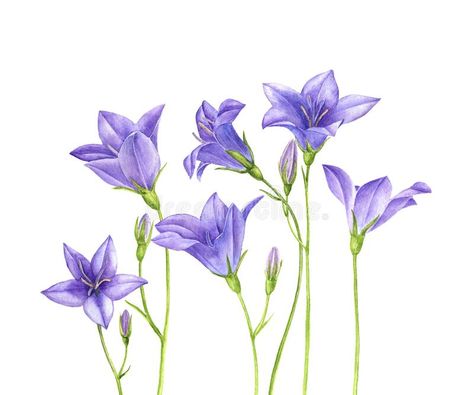 Campanula Drawing, Bellflower Tattoo, Bellflower Campanula, Platycodon Grandiflorus, Campanula Flowers, Blue Bell Flowers, Visual Library, Violet Background, Flowers Drawing