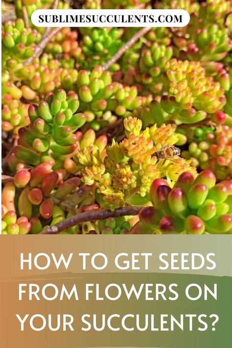 Seeds From Flowers, Succulents Care, Outdoor Succulents, Succulent Propagation, Grow Succulents, Indoor Succulents, Blooming Succulents, Succulent Species, The Tiny Seed