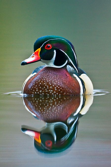 Wood Duck male. Lee Rentz Photography Duck Pictures, The Wild One, Wood Duck, Wood Ducks, A Duck, Bird Pictures, Exotic Birds, Wild One, Pretty Birds