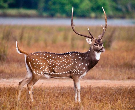 A handsome chital deer buck with impressive antlers. The species (Axis axis) lives in India, and both males and females retain their spots into adulthood. Chital Deer, Axis Deer, Deer Species, Gold Deer, Deer Family, Animal Magic, Animal Pics, Cute Animal Photos, Deer Hunting