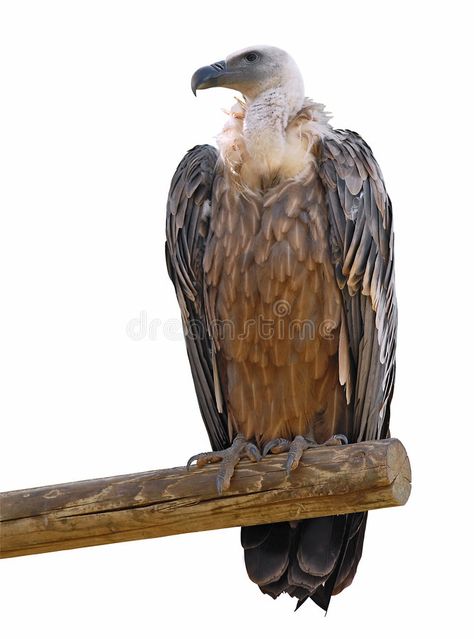 Vulture Pictures, Vulture Artwork, Vulture Images, Desert Vulture, Vulture Culture Art, Breaded Vulture, Vulture Marvel, Culture Vulture, Bird Quotes