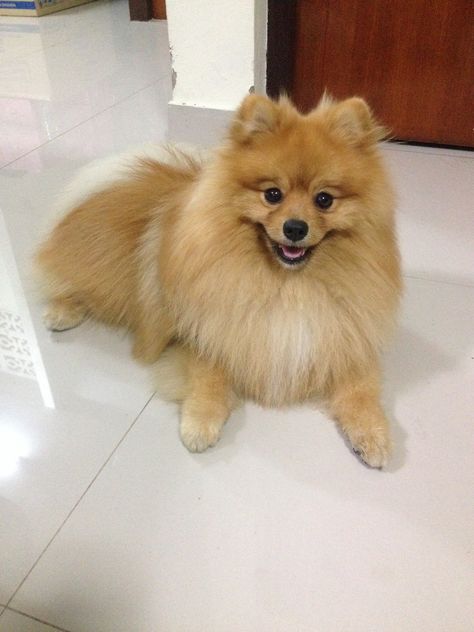 Hi, Pomeranian Full Grown, Boo The Dog, German Spitz, Gorgeous Hairstyles, Pomeranian Dog, Pomeranian Puppy, Animal Companions, Girls Life, Baby Dogs