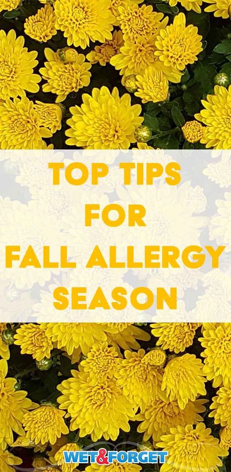 Beat fall allergy season with these insightful tips and tricks! Fall Allergy Relief, Seasonal Allergy Remedies, Allergy Remedies For Kids, Ragweed Allergy, Fall Allergies, Home Remedies For Allergies, Allergy Shots, Allergy Season, Natural Remedies For Migraines