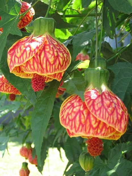 ABUTILON 'Tiger Eye', Flowering Maple, Chinese Lantern Flowering Maple, Gardening Gifts, Perennial Shrubs, Starter Plants, Chinese Lanterns, Raised Beds, Garden Seeds, Organic Gardening, Turks And Caicos Islands