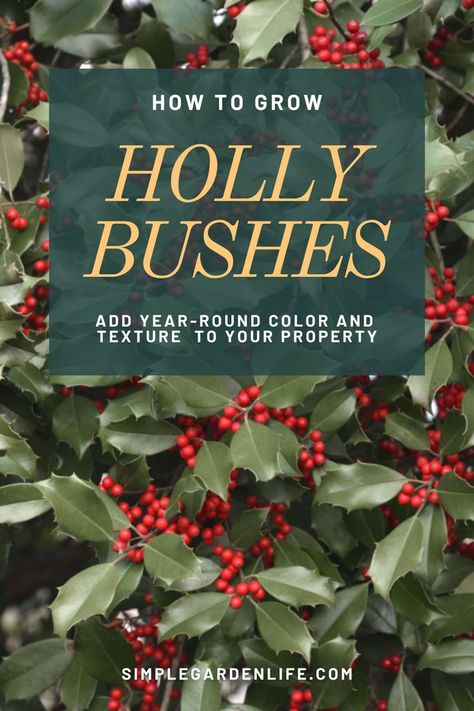 How To Grow Holly Bushes - Add Year-Round Color And Texture To Your Property by simplegardenlife.com Propagating Holly Bush, Trimming Holly Bushes, Holly Shrubs Landscaping, Holly Bushes Front Yard, Holly Bushes In Landscaping, Holly Trees Landscaping, Juniper Bush, Holly Hedge, Holly Shrub