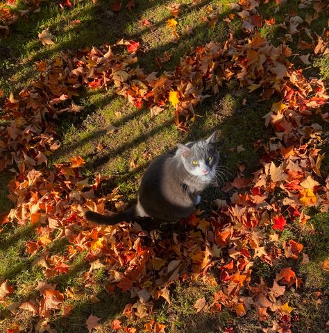 Pretty Fall Aesthetic, Fall Animals, Fall Pfp, Fall Love, Fall Cat Aesthetic, Fall Cats Aesthetic, Cats In Autumn, Black Cat Fall Aesthetic, Black Cat In Fall Leaves