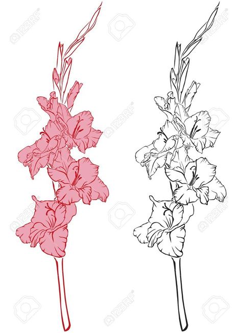 Love this Gladioli Flower Drawing, Gladiolus Line Art, Gladiolus Drawing Simple, Gladiolus Line Drawing, Gladiolus Sketch, Gladiolus Drawing, Gladiolus Flower Drawing, Flower Simple Drawing, Gladiolas Tattoo