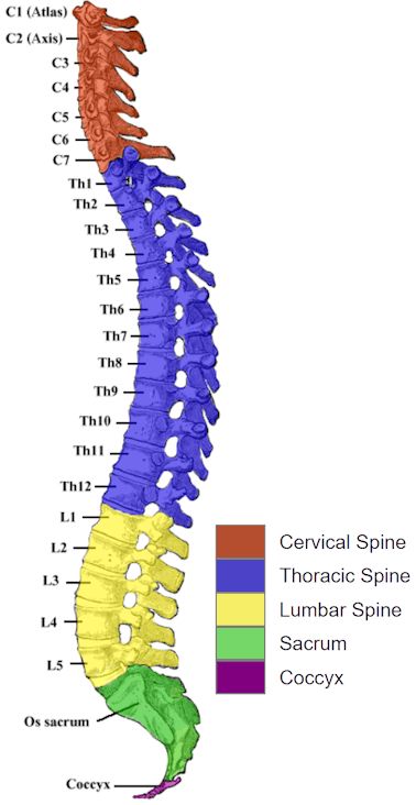 Information and pictures of the spine and spinal cord showing C1 to S5 vertebra and which vertebra effect various body functions. The human spinal cord consists of nerves that connect the brain to nerves in the body. It is a superhighway for messages between the brain and the rest of the body. The spinal cord is surrounded for most of its length by the bones (vertebrae) that form the spine. Spinal Cord Shirt, C Spine Anatomy, Spinal Vertebrae Anatomy, The Spine Anatomy, Spinal Chord Art, Spine Bones Anatomy, Spinal Cord Labeled, Human Spine Art, Human Spine Anatomy