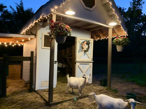 Cottage Goat House, Goat Pen Layout, Inside Goat House, Cute Goat Shed, Outdoor Goat Shelter, Cute Goat House, Goat Milking Parlor Ideas, Cute Goat House Ideas, Goat House Plans