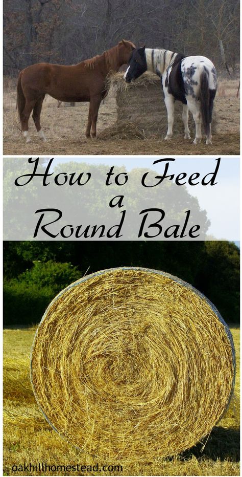 Diy Round Bale Feeder Horses, Round Bale Hay Feeder, Farming 101, Diy Hay Feeder, Round Bale Feeder, Hay Feeder For Horses, Horse Hacks, Bale Of Hay, Horse Feeder