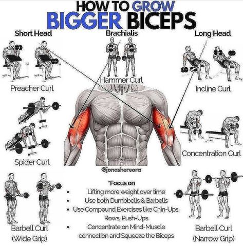 Exercises For Arms, Big Biceps Workout, Workout Biceps, Bigger Biceps, Bicep And Tricep Workout, Bicep Workout, Workout Gym Routine, Workout Program Gym, Bodybuilding Workouts Routines