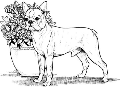 Boston Terrier Boxer Dog Coloring Pages : Best Place to Color Boston Terrier Rescue, Boston Terrier Names, French Bulldog Mix, Geometric Coloring Pages, Dog Coloring Book, Puppy Coloring Pages, Dog Steps, Dog Cartoon, Dog Coloring Page