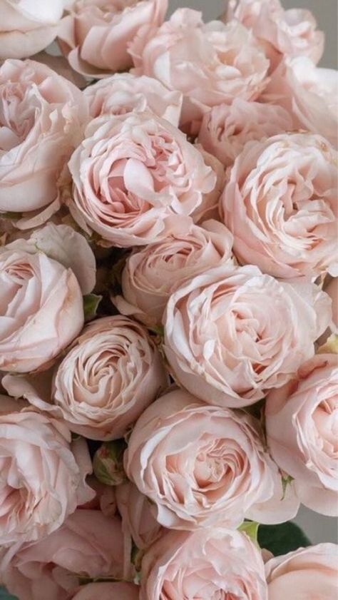 Fresh Cut Roses, Wholesale Roses, Shotting Photo, Flower Therapy, No Rain, Flower Background Wallpaper, Beautiful Flower Arrangements, Luxury Flowers, Wholesale Flowers