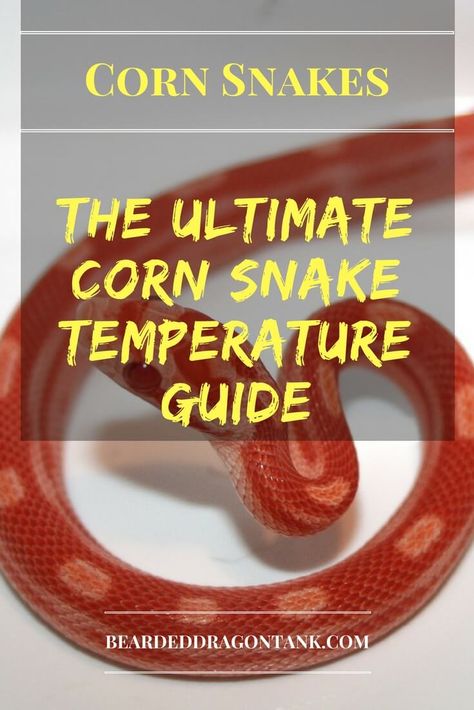 Cornsnakes Habitat, Corn Snake Enclosure Ideas, Losing A Pet Quotes, Snake Facts, Bearded Dragon Tank, Snake Turtle, Snake Terrarium, Pet Food Container, Snake Enclosure