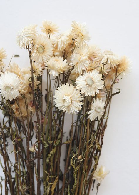 Dried Daisies, Neutral Nature, Dried Wildflowers, Dried Botanicals, Dainty Flowers, Flowers Dried, Dry Flower, Dry Flowers, Botanical Design