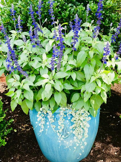 Salvia in planter Salvia Plant In Pots, Potted Salvia, Salvia In Pots, Salvia Plants, Salvia Sclarea, Potted Plants Outdoor, Plants Outdoor, Flower Pots Outdoor, Roof Terrace