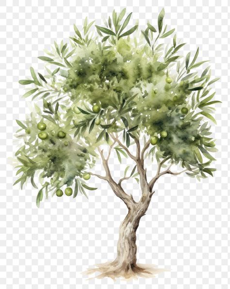 Olive Tree Sketch, Olive Tree Watercolor, Olive Tree Illustration, Herbs Illustration, Tree Sketch, Tree Watercolor, Tree Sketches, Tree Png, Watercolor Plants