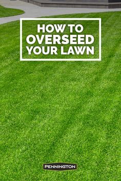 Lawn Care Tips, Lush Lawn, Garden Vines, Planting Hydrangeas, Lawn Maintenance, Lawn And Landscape, Garden Yard Ideas, Front Yard Garden, Landscaping Tips