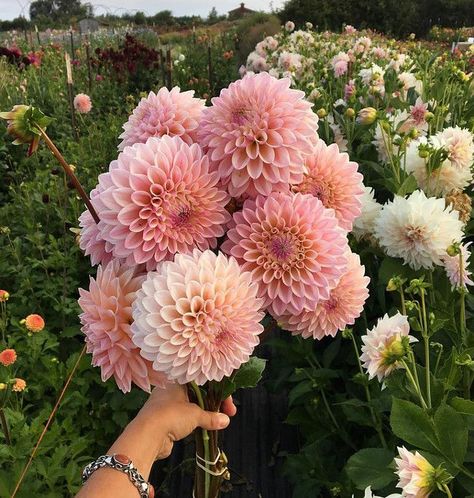 Dahlia. Dahlias. Dahlias. Dahlias Garden, Flowers Instagram, Cut Flower Garden, Flower Therapy, Dahlia Flower, Flower Farm, Beautiful Blooms, Flower Photos, Clematis