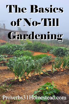 No Till Gardening, No Dig Garden, Lasagna Gardening, Homestead Ideas, Dig Gardens, Farming System, Growing Fruit, Dry Leaf, Small Farm