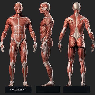 ArtStation - Fast sculpting (During lunchtime breaks) , Paloma Alperi Abs Anatomy, Human Anatomy Study, Muscles Reference, Human Body Muscles, Head Proportions, Skin Anatomy, 3d Anatomy, Old Man Portrait, Man Anatomy