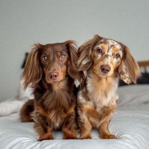 Quite a few dogs out there have the power of making even the most tough-looking person go whosagoodboyyesyouare in a high-pitched voice. That’s because they’re just too cute, and there sure are loads of pictures to prove it. Long Hair Winnie Dog, Dashound Longhaired, Long Hair Dauchsands, Chocolate And Cream Dachshund, Dauchand Puppy Blonde, Winnie Dogs Dachshund, Mini Dauschaund Puppy, Fluffy Weiner Dog, Dashund Dogs