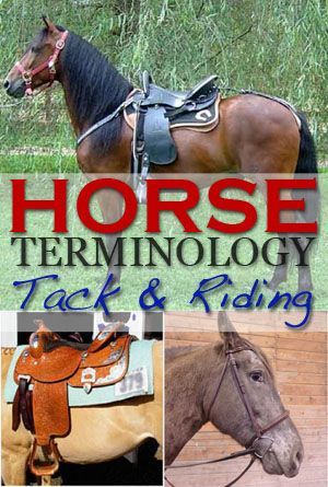 Horse Terminology, Horse Lapbook, Horse Guide, Barn Stall Ideas, Training Horses, Horse Lessons, Horse Information, Happy Horse, Equestrian Problems